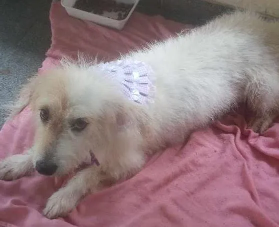 Cachorro ra a mestiça idade 1 ano nome Branquinha