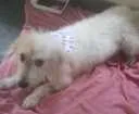 Cachorro raça mestiça idade 1 ano nome Branquinha