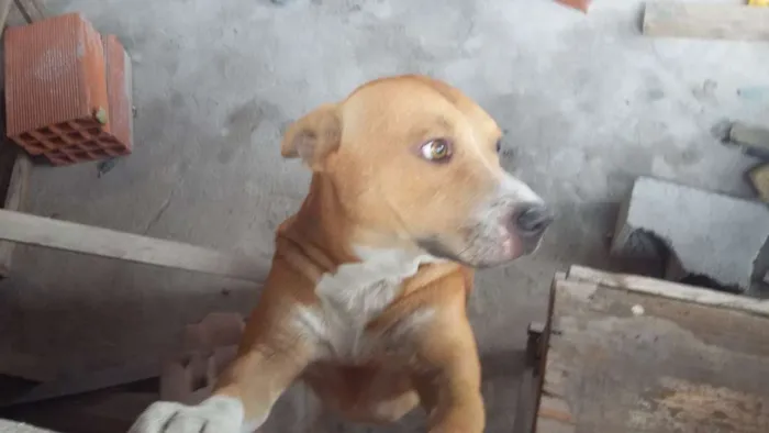 Cachorro ra a quase pitbull idade 2 anos nome Jack