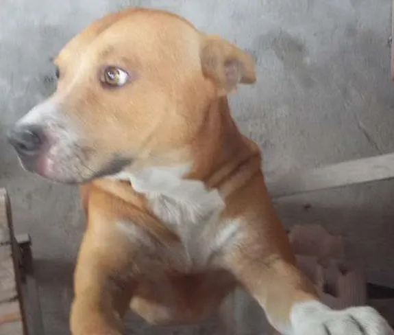 Cachorro ra a quase pitbull idade 2 anos nome Jack