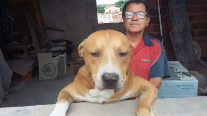 Cachorro ra a quase pitbull idade 2 anos nome Jack