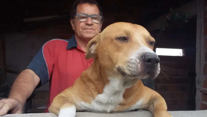 Cachorro ra a quase pitbull idade 2 anos nome Jack