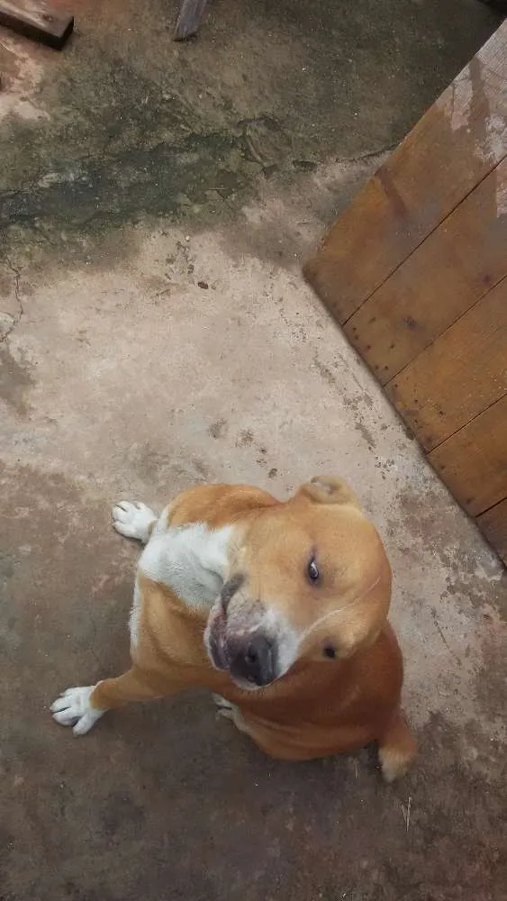 Cachorro ra a quase pitbull idade 2 anos nome Jack