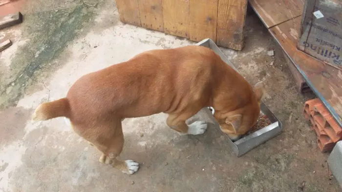 Cachorro ra a quase pitbull idade 2 anos nome Jack