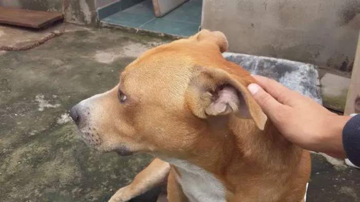 Cachorro ra a quase pitbull idade 2 anos nome Jack