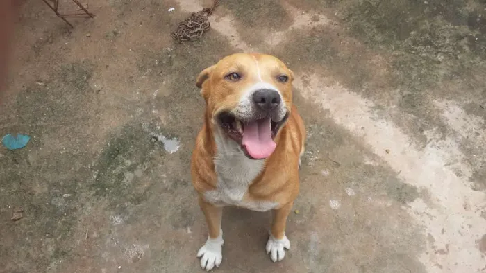 Cachorro ra a quase pitbull idade 2 anos nome Jack