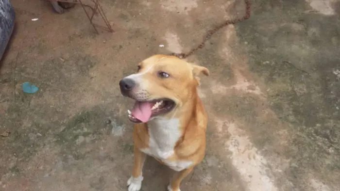 Cachorro ra a quase pitbull idade 2 anos nome Jack