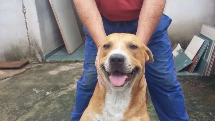 Cachorro ra a quase pitbull idade 2 anos nome Jack