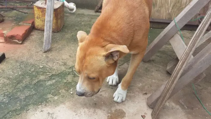 Cachorro ra a quase pitbull idade 2 anos nome Jack