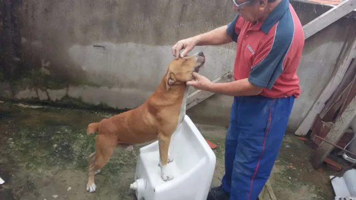 Cachorro ra a quase pitbull idade 2 anos nome Jack