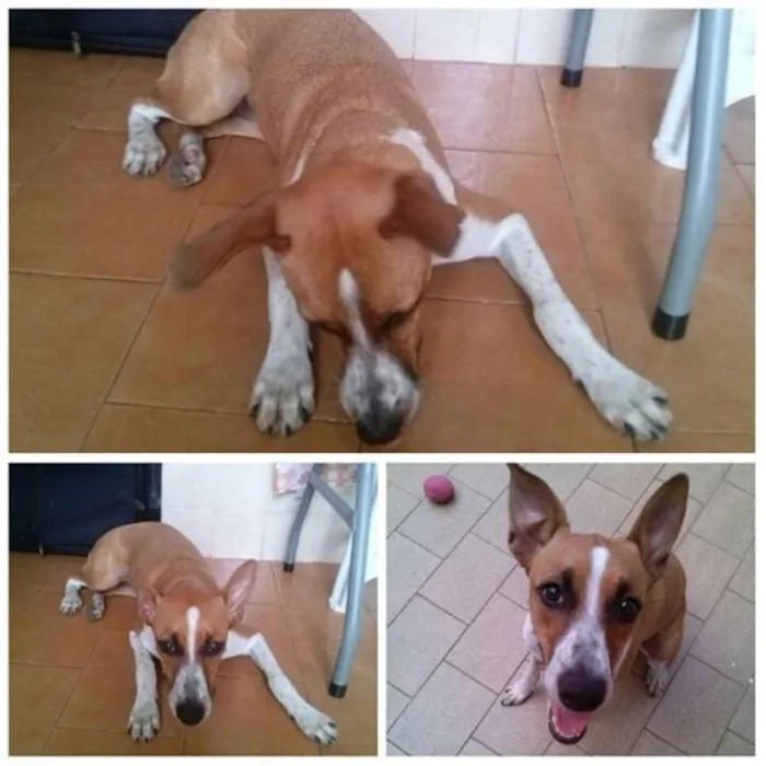 Cachorro ra a vira lata idade 7 a 11 meses nome Alanis