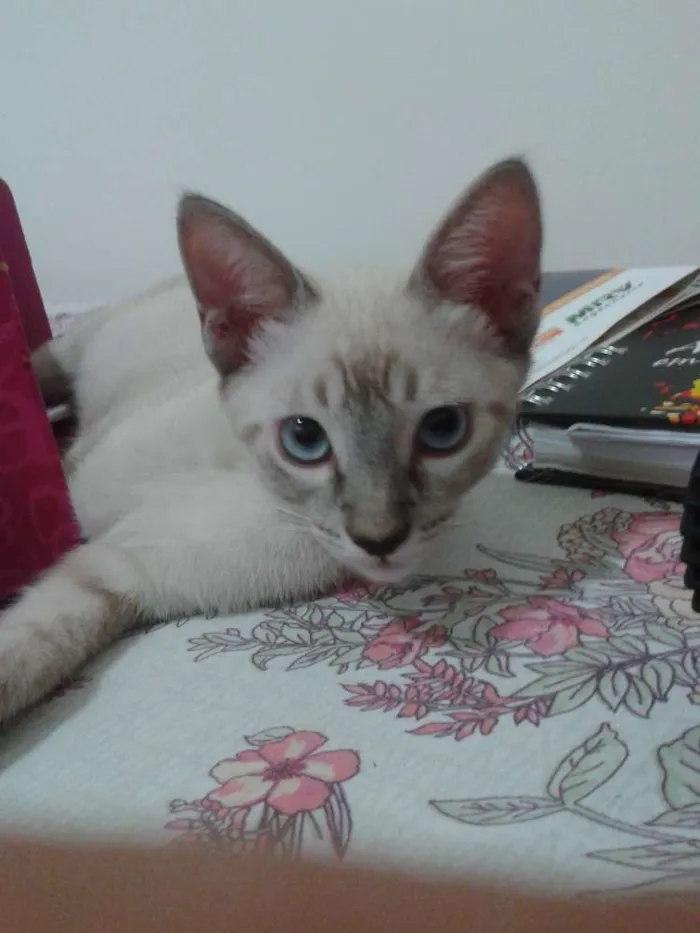 Gato raça INDEFINIDA idade 2 a 6 meses nome PETER PARKER
