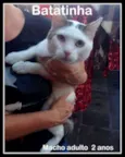 Batata