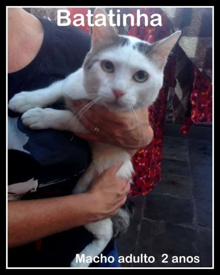 Gato ra a SRD idade 2 anos nome Batata