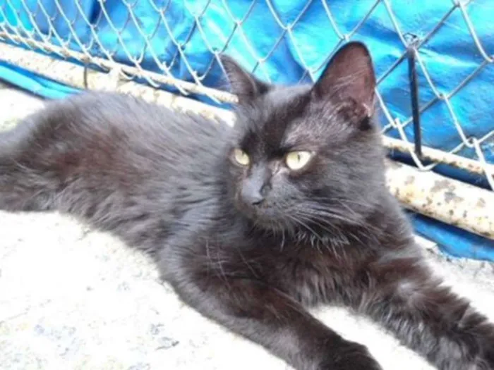 Gato ra a SRD idade 7 a 11 meses nome Maninho