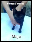 Maju