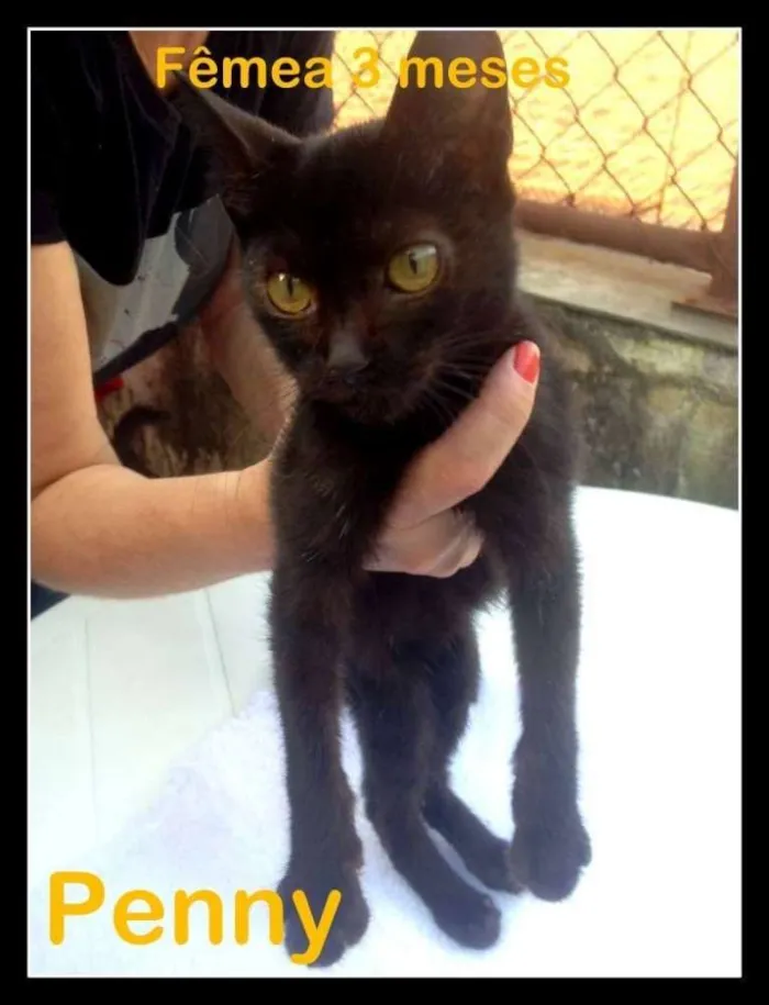 Gato ra a SRD idade 2 a 6 meses nome Penny