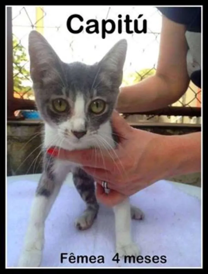 Gato ra a SRD idade 2 a 6 meses nome Capitú