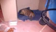 Fifi