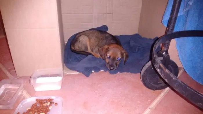 Cachorro ra a  idade Abaixo de 2 meses nome Fifi