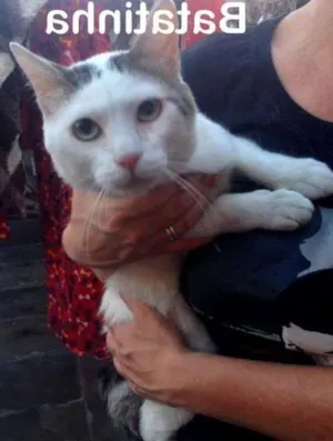 Gato raça SRD idade 2 anos nome Batata