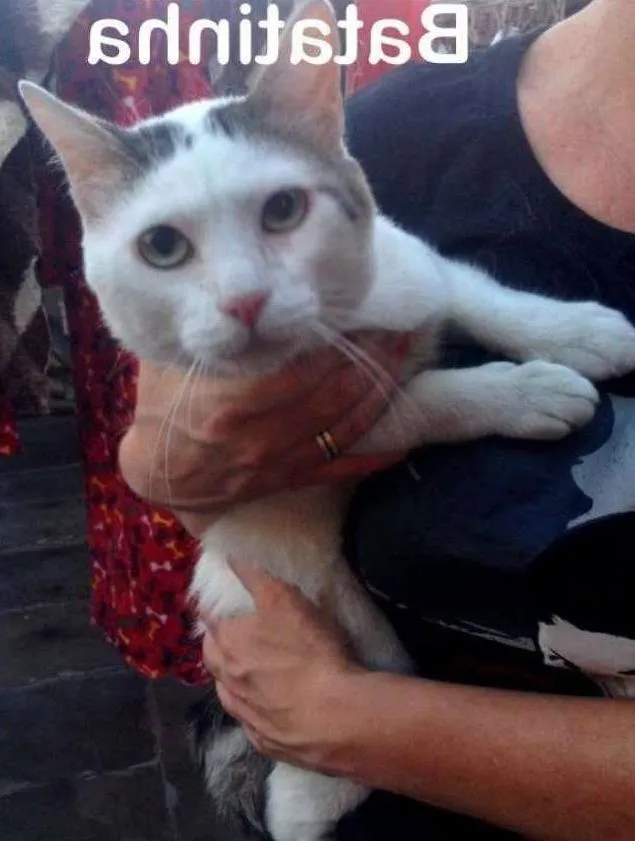 Gato ra a SRD idade 2 anos nome Batata
