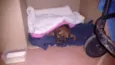 Fifi