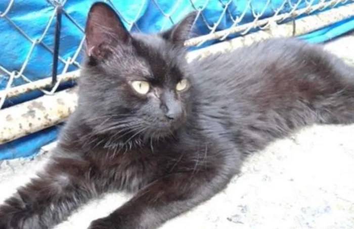 Gato ra a SRD idade 7 a 11 meses nome Maninho