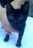 Maju