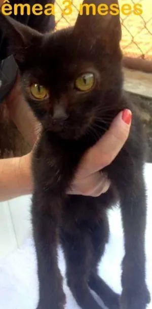 Gato raça SRD idade 2 a 6 meses nome Penny