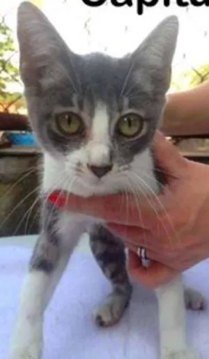 Gato raça SRD idade 2 a 6 meses nome Capitú