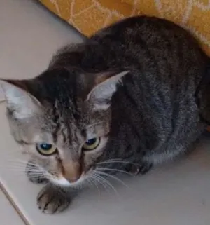 Gato raça  idade 3 anos nome Xane