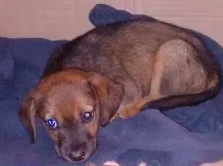 Cachorro ra a  idade Abaixo de 2 meses nome Fifi
