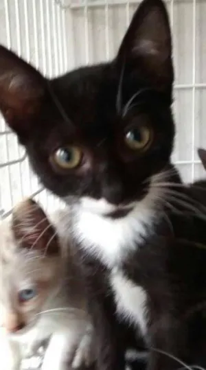 Gato raça SRD idade 2 a 6 meses nome Tontinha