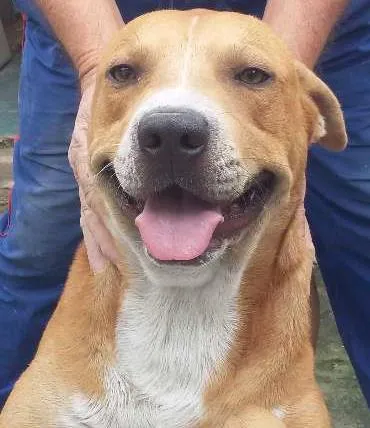Cachorro ra a quase pitbull idade 2 anos nome Jack
