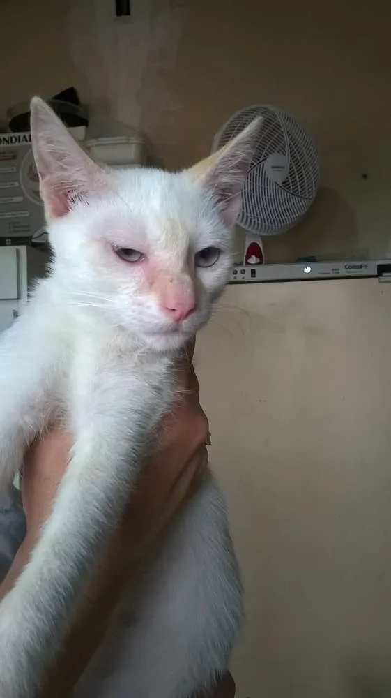 Gato ra a SRD idade 2 a 6 meses nome Anita