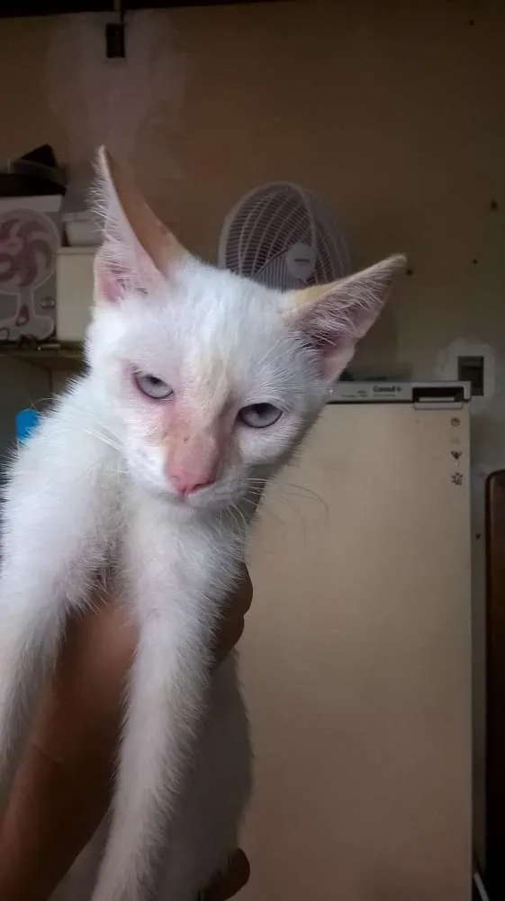 Gato ra a SRD idade 2 a 6 meses nome Anita