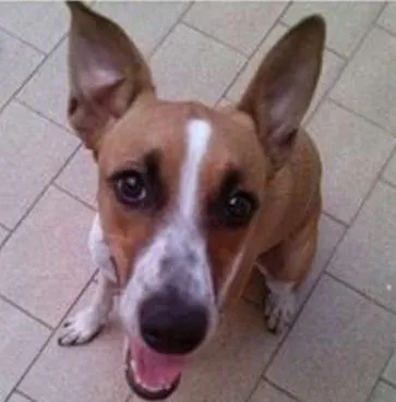 Cachorro ra a vira lata idade 7 a 11 meses nome Alanis