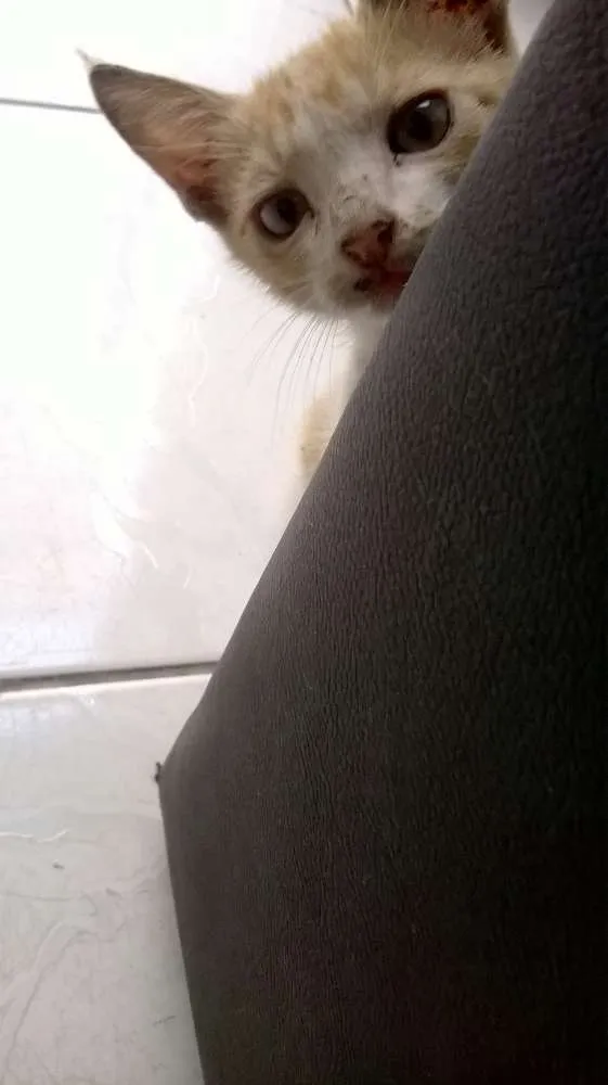 Gato raça Vira Lata idade Abaixo de 2 meses nome Mimi