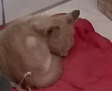 Gato raça Vira Lata idade Abaixo de 2 meses nome Mimi