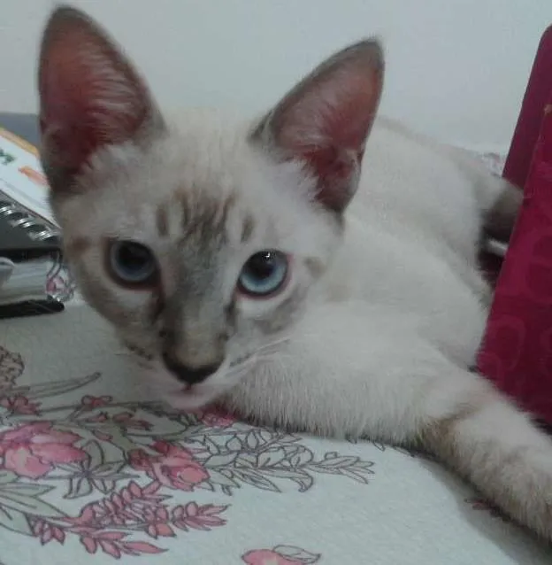 Gato raça INDEFINIDA idade 2 a 6 meses nome PETER PARKER
