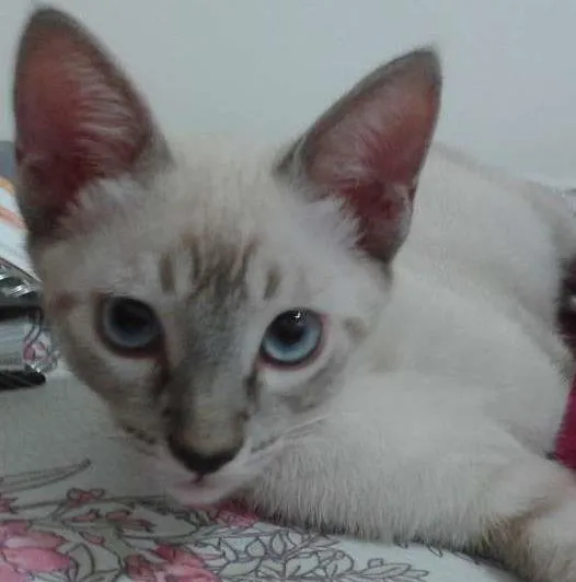 Gato raça INDEFINIDA idade 2 a 6 meses nome PETER PARKER