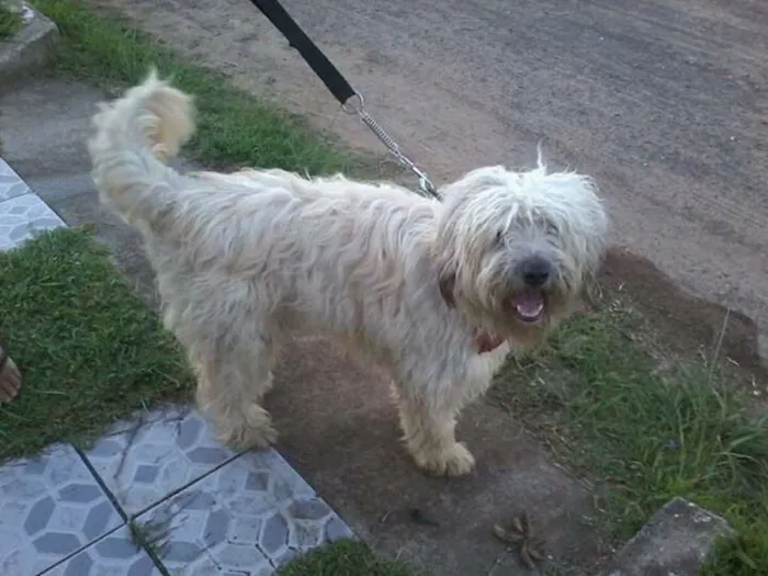 Cachorro ra a Mestiço shepdog?????? idade 2 anos nome Pepi