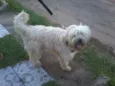 Pepi