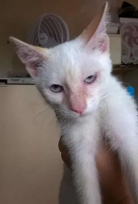 Gato ra a SRD idade 2 a 6 meses nome Anita