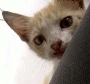 Gato raça Vira Lata idade Abaixo de 2 meses nome Mimi