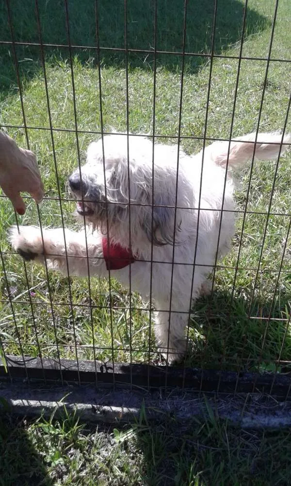 Cachorro ra a Mestiço shepdog?????? idade 2 anos nome Pepi