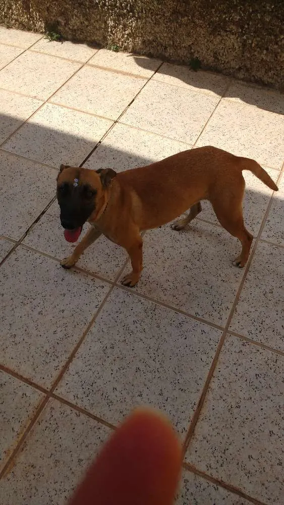 Cachorro ra a Srd idade 1 ano nome Buba