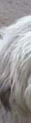 Pepi