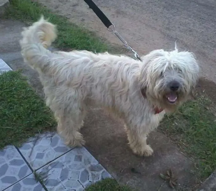 Cachorro ra a Mestiço shepdog?????? idade 2 anos nome Pepi